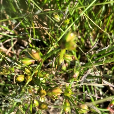 Juncus homalocaulis (A Rush) at Hall, ACT - 22 Jan 2024 by strigo