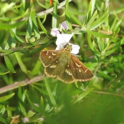 Dispar compacta (Barred Skipper) at Wingecarribee Local Government Area - 1 Feb 2024 by GlossyGal