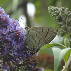 Jalmenus ictinus at Lions Youth Haven - Westwood Farm A.C.T. - 4 Feb 2024