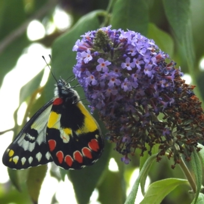 Delias aganippe (Spotted Jezebel) at Lions Youth Haven - Westwood Farm A.C.T. - 4 Feb 2024 by HelenCross