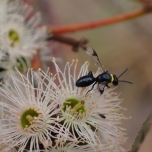 Hylaeus (Prosopisteron) primulipictus at Murrumbateman, NSW - 4 Feb 2024 02:45 PM