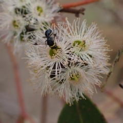 Hylaeus (Prosopisteron) primulipictus at Murrumbateman, NSW - 4 Feb 2024 02:45 PM