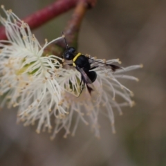 Hylaeus (Prosopisteron) primulipictus at Murrumbateman, NSW - 4 Feb 2024 02:45 PM