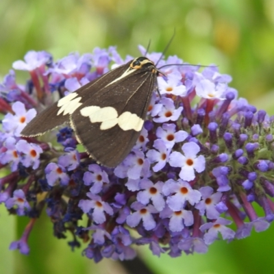 Nyctemera amicus (Senecio Moth, Magpie Moth, Cineraria Moth) at Kambah, ACT - 4 Feb 2024 by HelenCross