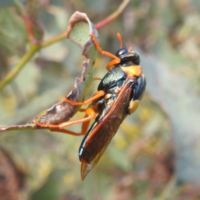 Perga sp. (genus) (Sawfly or Spitfire) at Bullen Range - 4 Feb 2024 by HelenCross