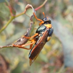 Perga sp. (genus) (Sawfly or Spitfire) at Bullen Range - 3 Feb 2024 by HelenCross