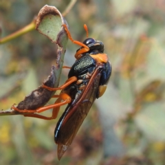 Perga sp. (genus) at Bullen Range - 4 Feb 2024