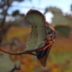 Perga sp. (genus) at Bullen Range - 4 Feb 2024