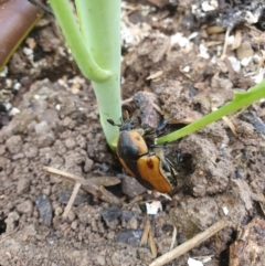 Chondropyga dorsalis (Cowboy beetle) at QPRC LGA - 4 Feb 2024 by AlexJ