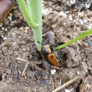 Chondropyga dorsalis at QPRC LGA - suppressed