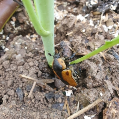 Chondropyga dorsalis (Cowboy beetle) at QPRC LGA - 4 Feb 2024 by AlexJ
