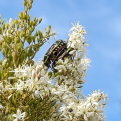 Eupoecila australasiae (Fiddler Beetle) at Kambah, ACT - 3 Feb 2024 by HelenCross