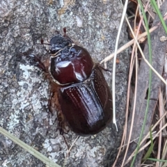 Dasygnathus sp. (genus) (Rhinoceros beetle) at Kambah, ACT - 3 Feb 2024 by HelenCross