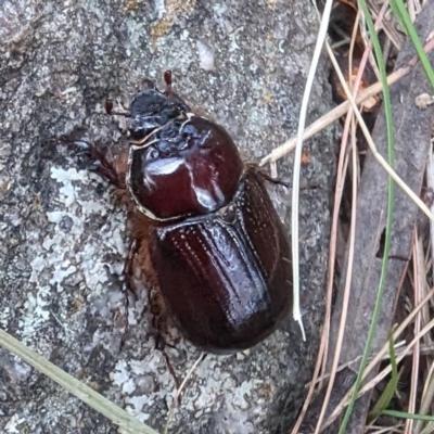 Dasygnathus sp. (Rhinoceros beetle) at Bullen Range - 3 Feb 2024 by HelenCross