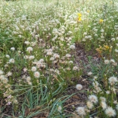 Vittadinia muelleri (Narrow-leafed New Holland Daisy) at Bullen Range - 3 Feb 2024 by HelenCross