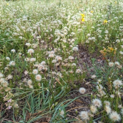 Vittadinia muelleri (Narrow-leafed New Holland Daisy) at Bullen Range - 3 Feb 2024 by HelenCross