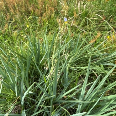 Dianella sp. aff. longifolia (Benambra) (Pale Flax Lily, Blue Flax Lily) at Yarralumla, ACT - 4 Feb 2024 by lbradley