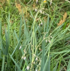 Dianella sp. aff. longifolia (Benambra) at Yarralumla, ACT - 4 Feb 2024