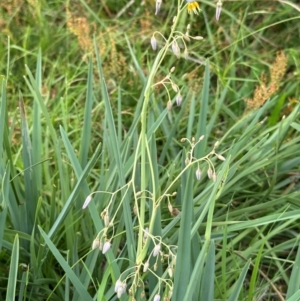 Dianella sp. aff. longifolia (Benambra) at Yarralumla, ACT - 4 Feb 2024