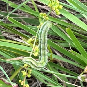 Lepidoptera unclassified IMMATURE moth at Yarralumla, ACT - 4 Feb 2024