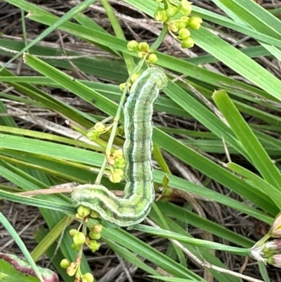 Lepidoptera unclassified IMMATURE moth at Yarralumla, ACT - 4 Feb 2024 by lbradley