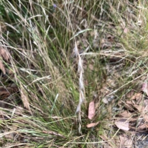 Rytidosperma racemosum var. racemosum at Hackett, ACT - 4 Feb 2024 10:28 AM