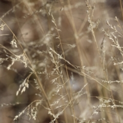 Poa (genus) (A Snow Grass) at Wodonga - 3 Feb 2024 by KylieWaldon