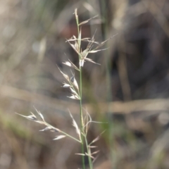 Rytidosperma (genus) (Wallaby Grass) at Wodonga - 3 Feb 2024 by KylieWaldon
