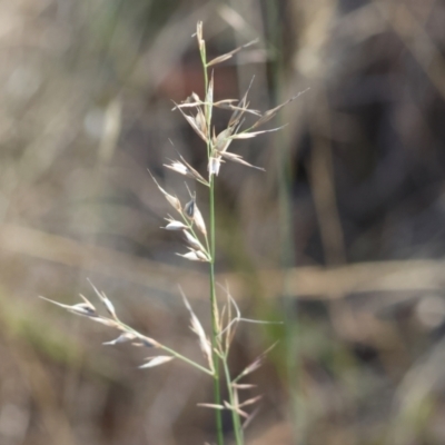 Rytidosperma (genus) (Wallaby Grass) at Wodonga - 3 Feb 2024 by KylieWaldon