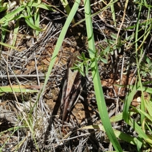 Gastrimargus musicus at Mount Majura - 2 Feb 2024 11:38 AM