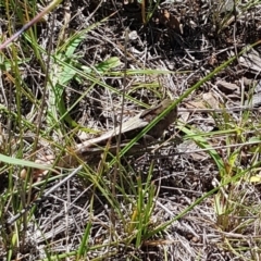 Gastrimargus musicus at Mount Majura - 2 Feb 2024 11:38 AM