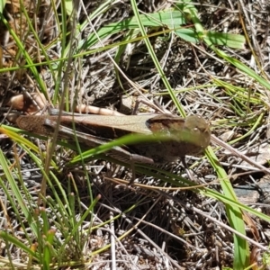 Gastrimargus musicus at Mount Majura - 2 Feb 2024 11:38 AM