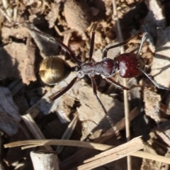 Unidentified Ant (Hymenoptera, Formicidae) at Baranduda, VIC - 2 Feb 2024 by KylieWaldon