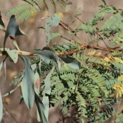 Acacia rubida (Red-stemmed Wattle, Red-leaved Wattle) at Wodonga - 2 Feb 2024 by KylieWaldon