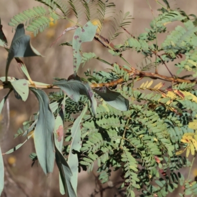 Acacia rubida (Red-stemmed Wattle, Red-leaved Wattle) at Wodonga - 3 Feb 2024 by KylieWaldon