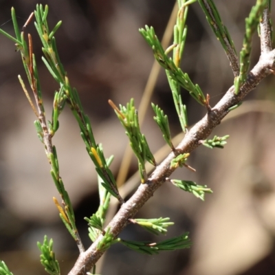 Dillwynia sericea (Egg And Bacon Peas) at Wodonga - 2 Feb 2024 by KylieWaldon