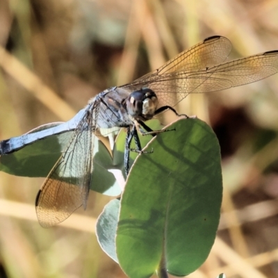 Orthetrum caledonicum (Blue Skimmer) at WREN Reserves - 2 Feb 2024 by KylieWaldon