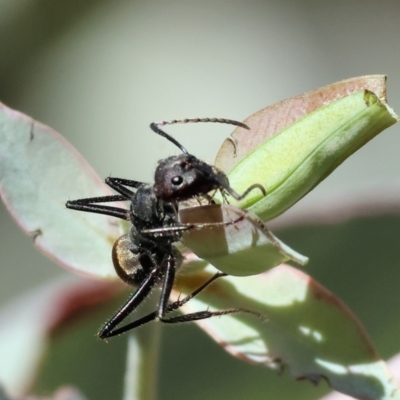 Polyrhachis ammon at Baranduda, VIC - 2 Feb 2024 by KylieWaldon