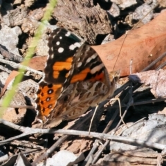 Vanessa kershawi (Australian Painted Lady) at Wodonga - 3 Feb 2024 by KylieWaldon