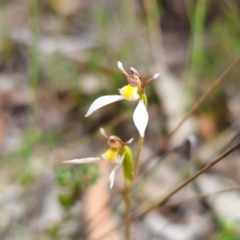 Eriochilus cucullatus (Parson's Bands) at Captains Flat, NSW - 4 Feb 2024 by Csteele4