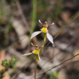 Eriochilus cucullatus at QPRC LGA - 4 Feb 2024