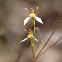 Eriochilus cucullatus at QPRC LGA - 4 Feb 2024