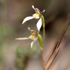 Eriochilus cucullatus at QPRC LGA - 4 Feb 2024