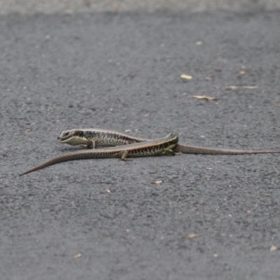 Eulamprus quoyii (Eastern Water Skink) at Sydney Olympic Park, NSW - 25 Jan 2024 by HappyWanderer