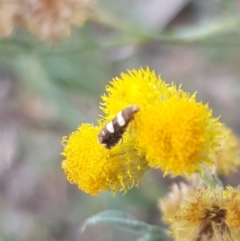 Glyphipterix chrysoplanetis at North Mitchell Grassland  (NMG) - 31 Jan 2024