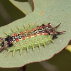 Doratifera quadriguttata (Four-spotted Cup Moth) at Russell, ACT - 17 Jan 2024 by AlisonMilton