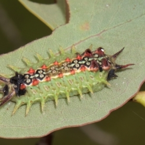 Doratifera quadriguttata at Russell, ACT - 17 Jan 2024