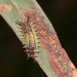 Doratifera quadriguttata at Russell, ACT - 17 Jan 2024