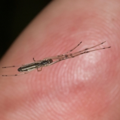 Tetragnatha sp. (genus) (Long-jawed spider) at Russell, ACT - 17 Jan 2024 by AlisonMilton