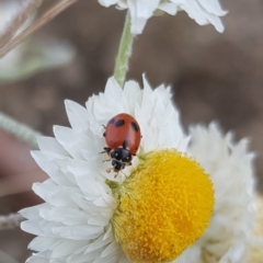 Hippodamia variegata (Spotted Amber Ladybird) at Franklin, ACT - 31 Jan 2024 by HappyWanderer